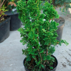 Туя Зматлик (Zmatlik)