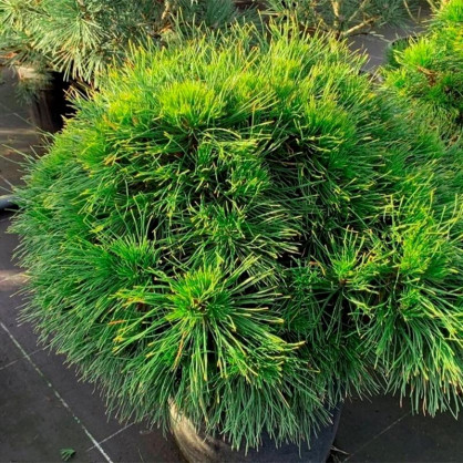 Сосна Гельдрейха Хорак