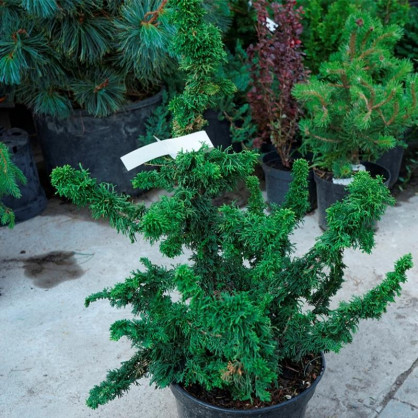 Туя западная Саграда