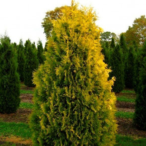 Туя западная Европа Голд