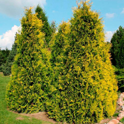 Туя западная Санкист