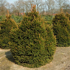 Ель обыкновенная Олендорфи