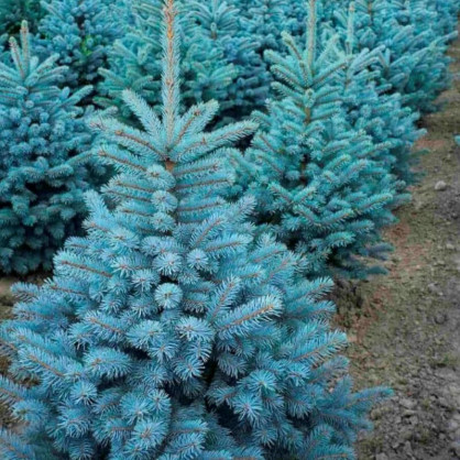 Ель колючая Блю Маджестик