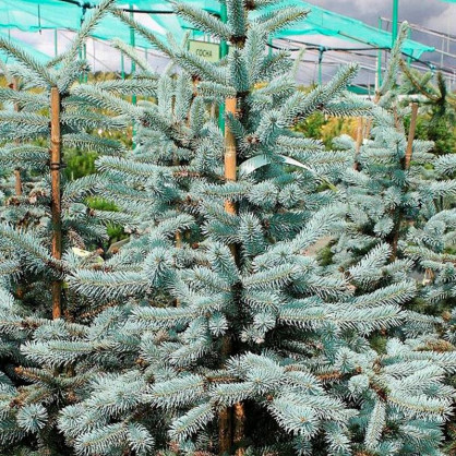 Ель колючая Эрих Фрам