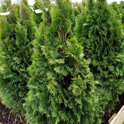 Туя западная Смарагд Экстра
