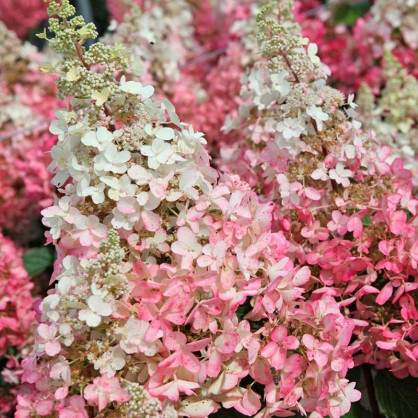 Гортензия метельчатая Канделайт (Candlelight)                               