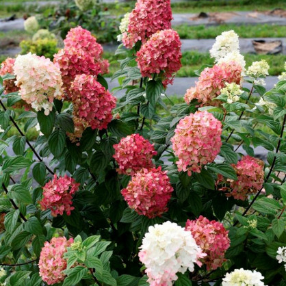 Гортензия метельчатая Мэджикал Кэндел