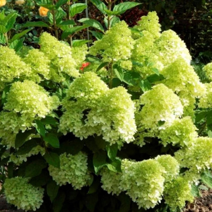 Гортензия метельчатая Пантонелла