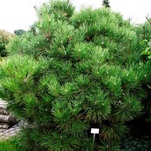 Сосна черная Нана (Pinus nigra Nana)