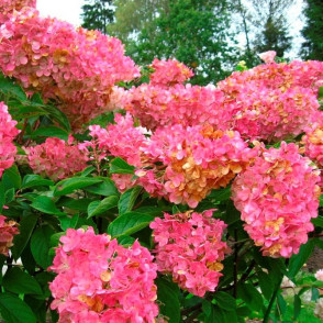 Гортензия метельчатая Эрли Сенсейшн