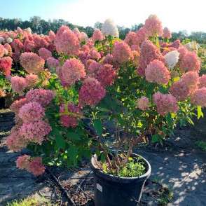 Гортензия метельчатая Меджикал Свит Саммер