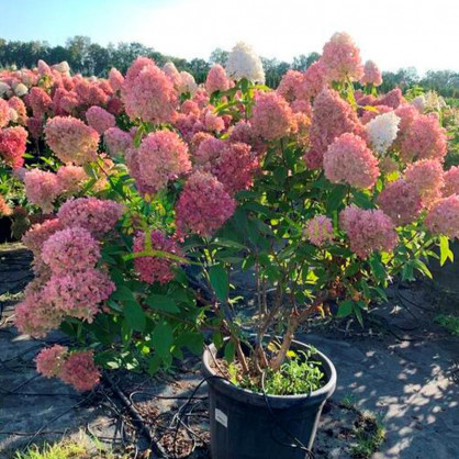 Гортензия метельчатая Меджикал Свит Саммер