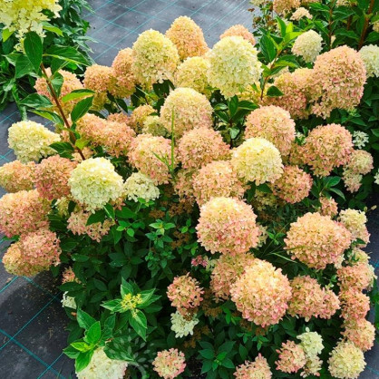 Гортензия метельчатая Коттон Крем