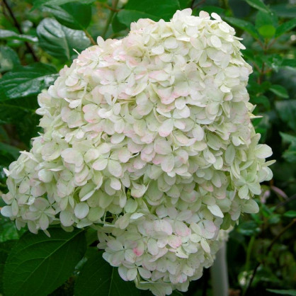 Гортензия метельчатая Харис Сувенир