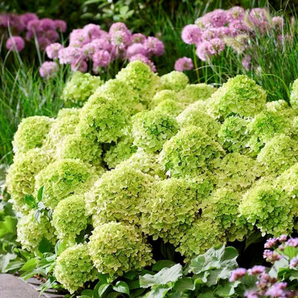 Гортензия Ливинг Литл Эпл (Living Little Apple)