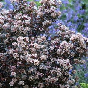 Пузыреплодник калинолистный Литтл Джокер