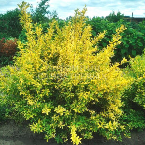 Бирючина обыкновенная Аурея