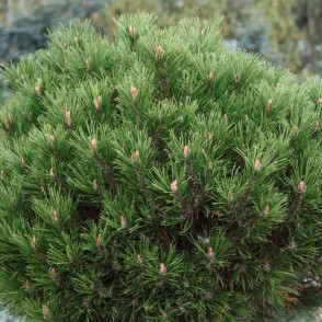 Сосна горная Хессе (Hesse)