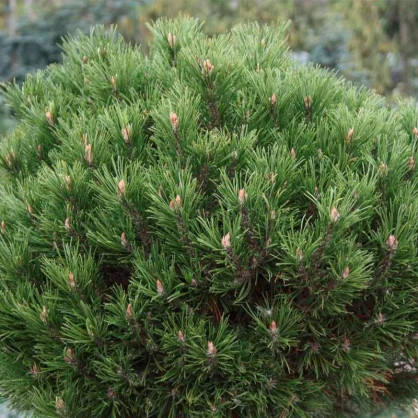 Сосна горная Хессе (Hesse)
