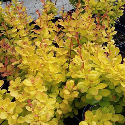 Барбарис Тунберга Голден Хорайзен