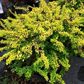 Барбарис Тунберга Сенсейшн