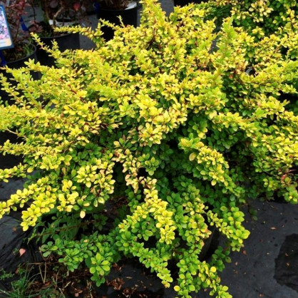 Барбарис Тунберга Сенсейшн