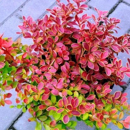 Барбарис Тунберга Оранж Альф