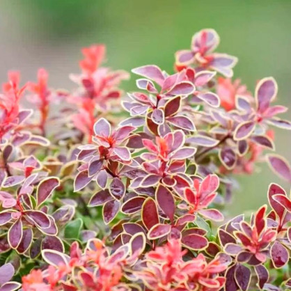 Барбарис Тунберга Старбест