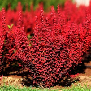 Барбарис Тунберга Вулкано