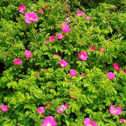 Шиповник Обыкновенный