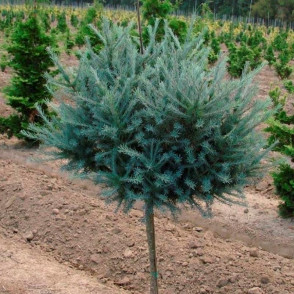 Лиственница Кемпфера Блю Болл на штамбе