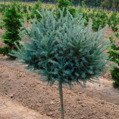 Лиственница Кемпфера Блю Болл на штамбе