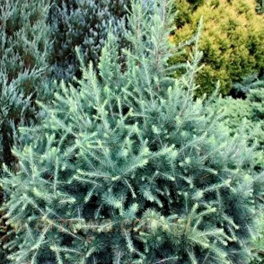 Лиственница Блю Рэббит