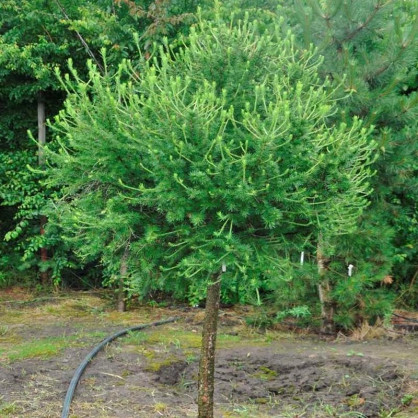 Лиственница европейская Корник (Kornik)