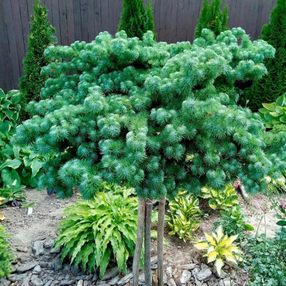 Лиственница кемпфера Блю Дварф (Larix Blue Dwarf)