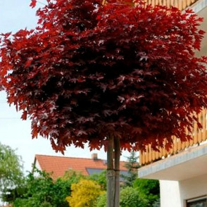 Клен Пурпур Глоб 