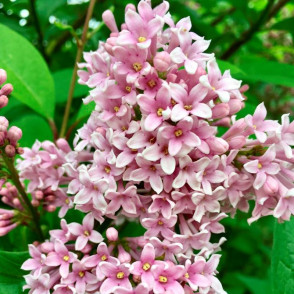 Сирень Венгерка