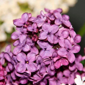 Сирень Людвиг Шпет