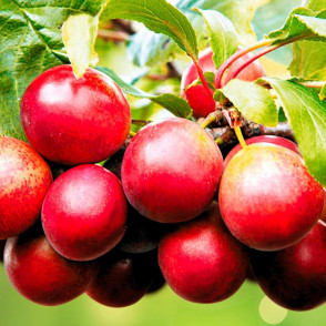 Тернослива Гордость Сибири