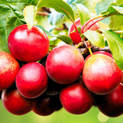 Тернослива Гордость Сибири