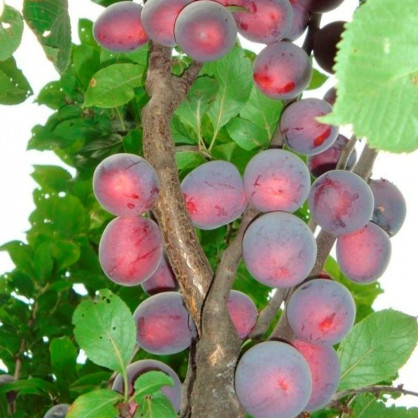 Алыча Колонновидная