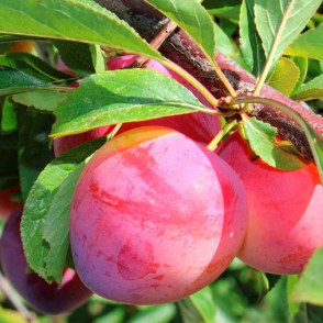 Слива Китайская Обильная