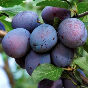 Слива Заречная Ранняя