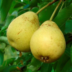 Груша Полесская