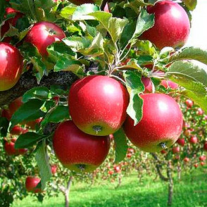 Яблоня Афродита