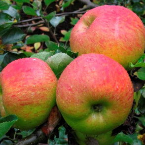 Яблоня Орловское Полосатое