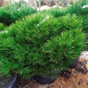 Сосна черная Брепо (Brepo)