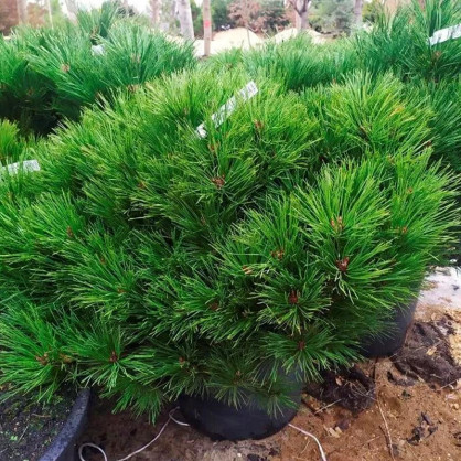 Сосна черная Брепо (Brepo)