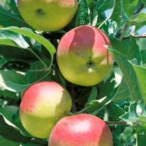 Яблоня Свежесть