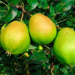 Груша Светлянка